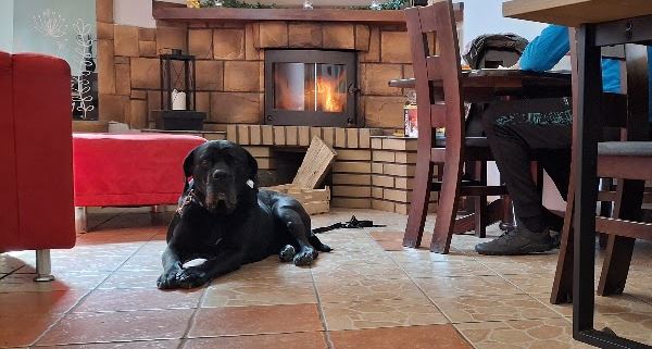 dog in the restaurant