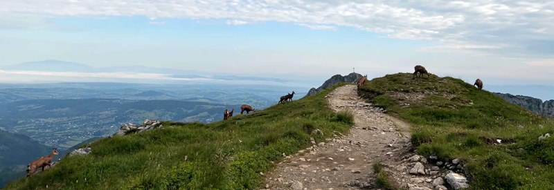 mountain goats in the Tatra Mountains