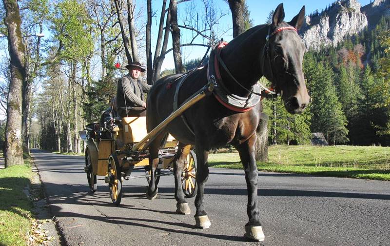 horse buggy ride