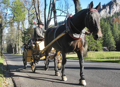 Zakopne horse drawn carriage