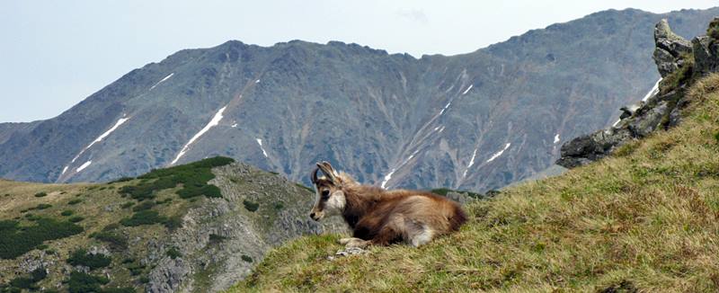 The Tatra's chamois -  la Rupicapra Tatrica