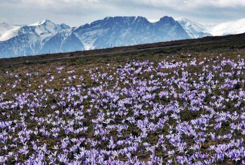 crocuses and Mount Giewont